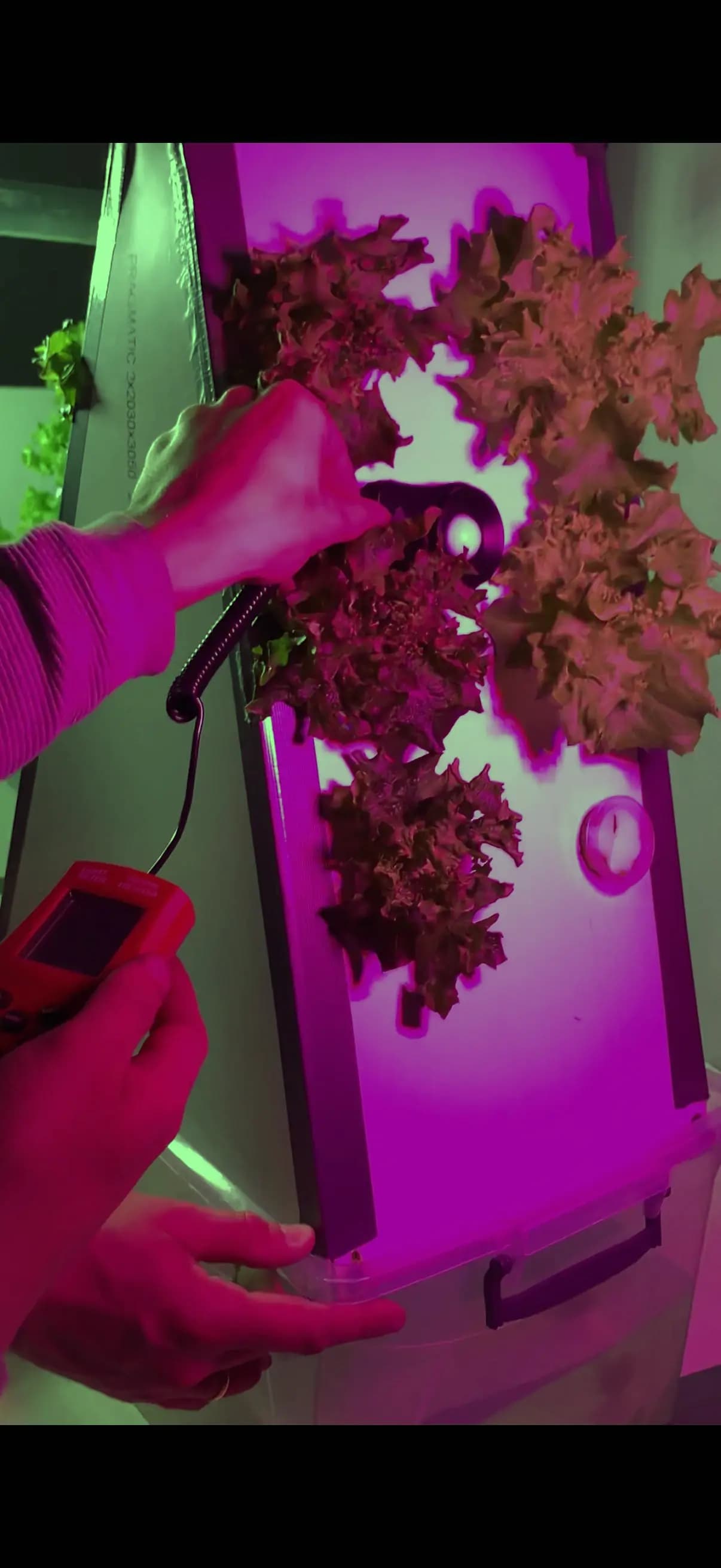Smart Aeroponics-ის პროტოტიპის ფოტო მცენარეთა გასაზრდელი განათების ტესტირებისას.